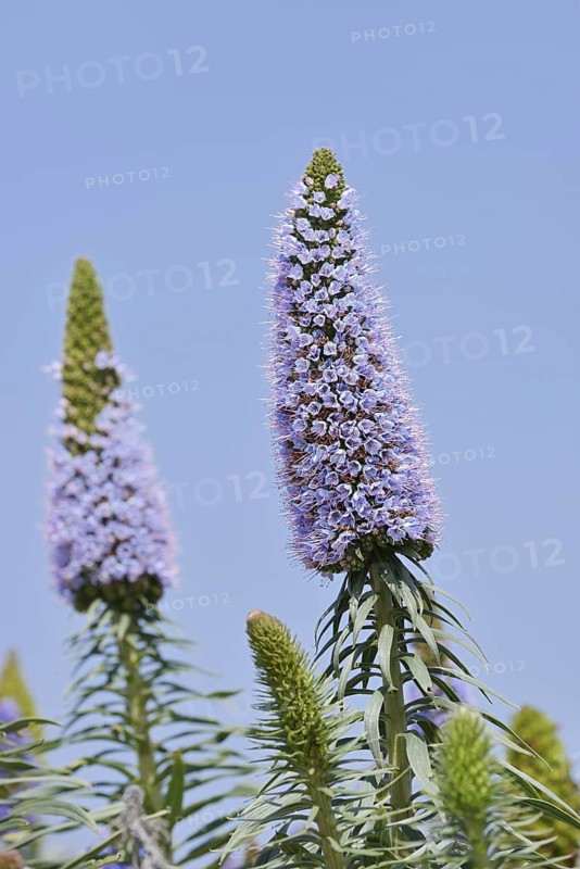 Echium webbii (Echium webbii), inflorescences, La Palma, Canary Islands, Spain