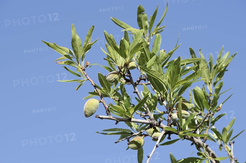 Almond tree (Prunus dulcis, Prunus amygdalus), branch with almonds, Algarve, Portugal