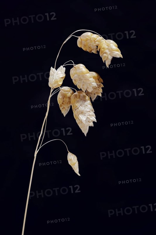 Big quaking grass (Briza maxima), spikelets against a black background, Portugal