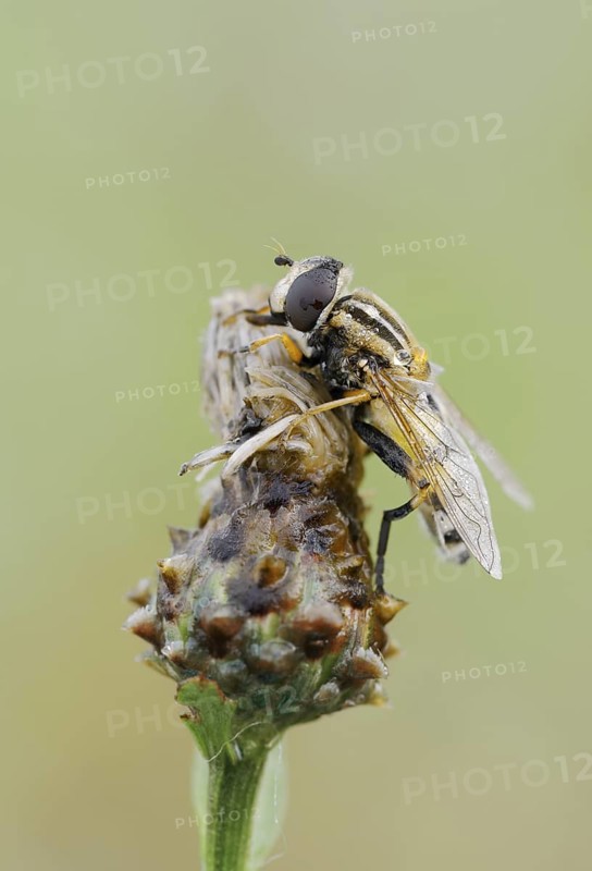 Large marsh hoverfly (Helophilus trivittatus), North Rhine-Westphalia, Germany