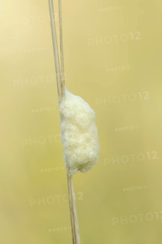 Braconid wasp (Braconidae), cocoon, North Rhine-Westphalia, Germany