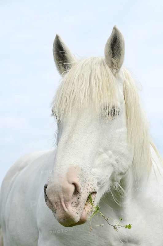 Domestic horse, Percheron (Equus caballus), portrait, Normandy, France