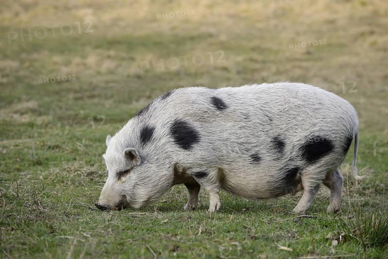Göttingen minipig (Sus scrofa f. domestica) standing in a meadow, North Rhine-Westphalia, Germany