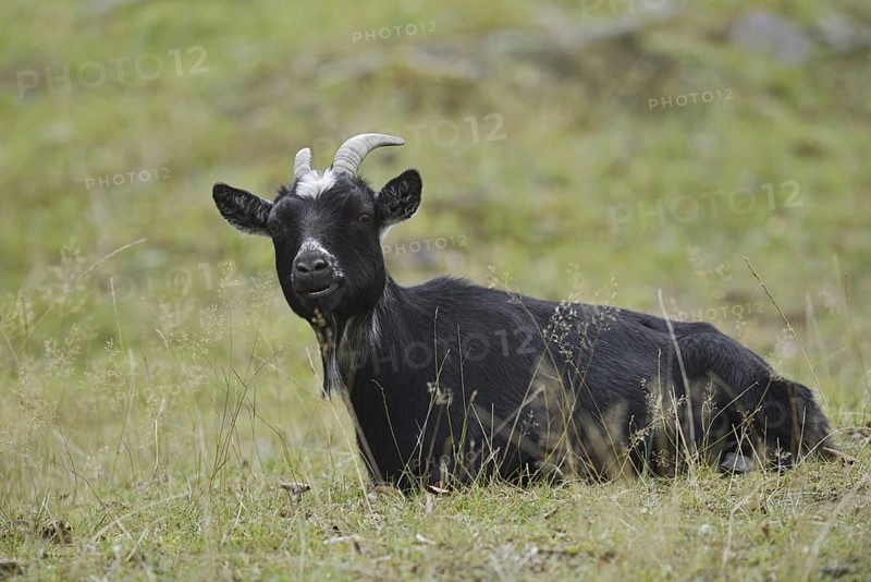 Domestic goat (Capra aegagrus hircus, Capra hircus), billy goat, North Rhine-Westphalia, Germany