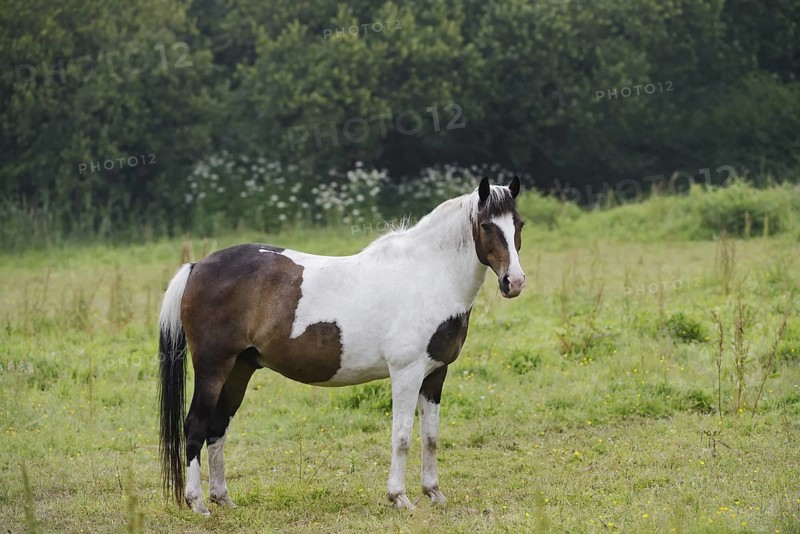 Domestic horse (Equus caballus), Pinto, piebald, Brittany, France
