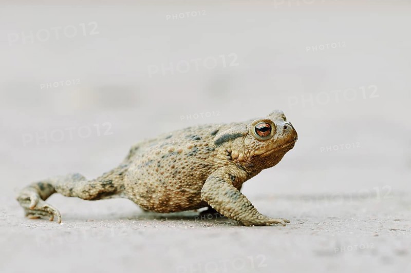 Common toad (Bufo bufo) crossing a road, North Rhine-Westphalia, Germany