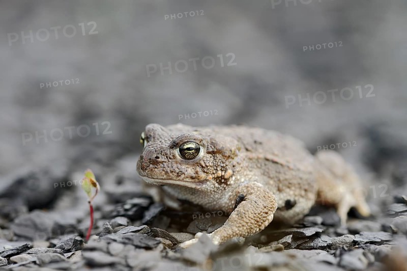 Natterjack toad (Epidalea calamita, Bufo calamita), North Rhine-Westphalia, Germany