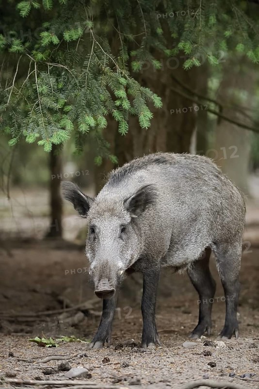 European wild boar (Sus scrofa scrofa), Gelderland, Netherlands