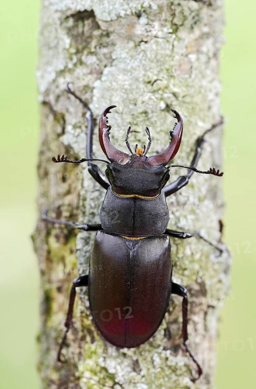Stag beetle (Lucanus cervus), male, Normandy, France
