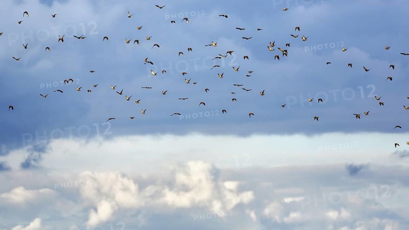 A flock of starlings (Sturnus vulgaris), bird migration in the evening sky, Diepholz, Lower Saxony, Germany