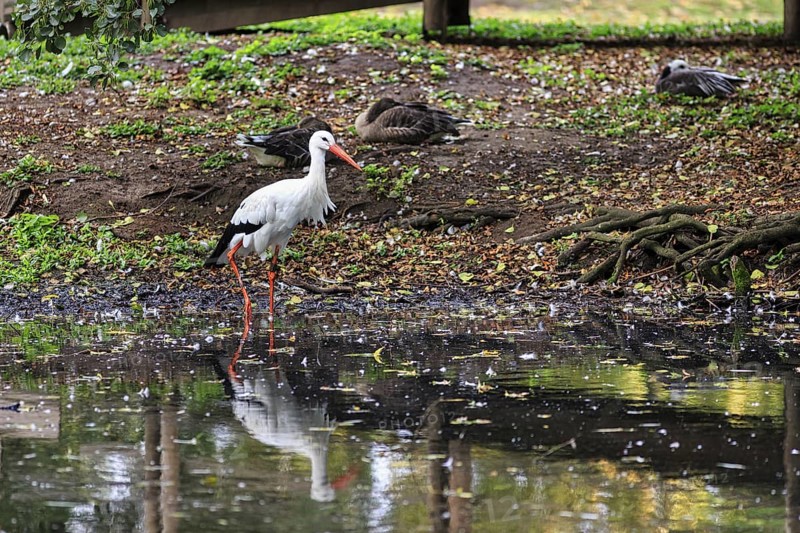 White stork (Ciconia ciconia) standing in a pond, foraging, Ströhen Zoo, Wagenfeld, Diepholz, Lower Saxony, Germany