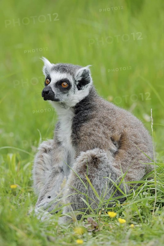 Catta (Lemur catta), captive, occurring in Madagascar
