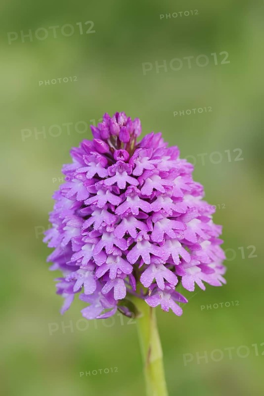 Pyramidal dogbane (Anacamptis pyramidalis), flowering, Normandy, France