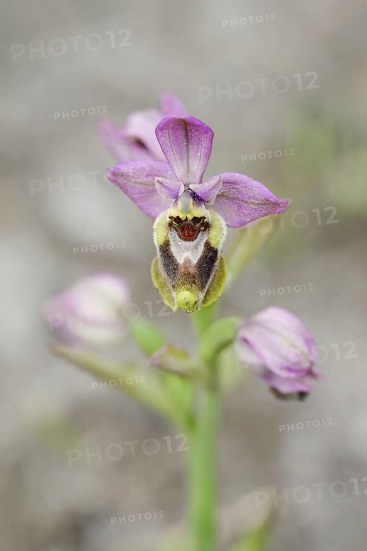 Wasp ragwort (Ophrys tenthredinifera), flower, Majorca, Balearic Islands, Spain