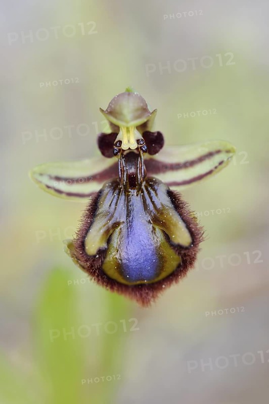 Mirror orchid (Ophrys speculum), flower, Majorca, Balearic Islands, Spain