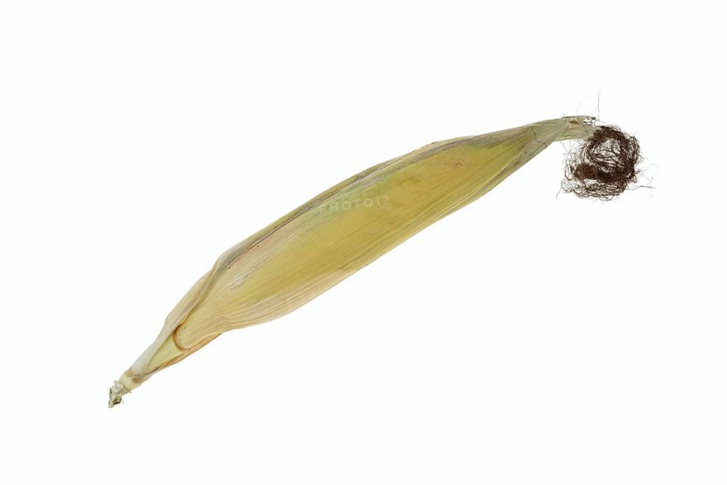 Corn (Zea mays), corn cobs against a white background