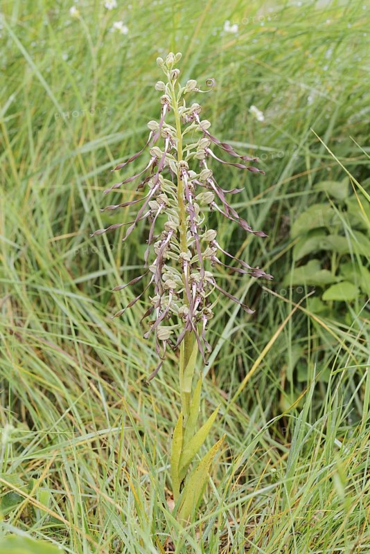 Goat's tongue (Himantoglossum hircinum), flowering, Centre region, France