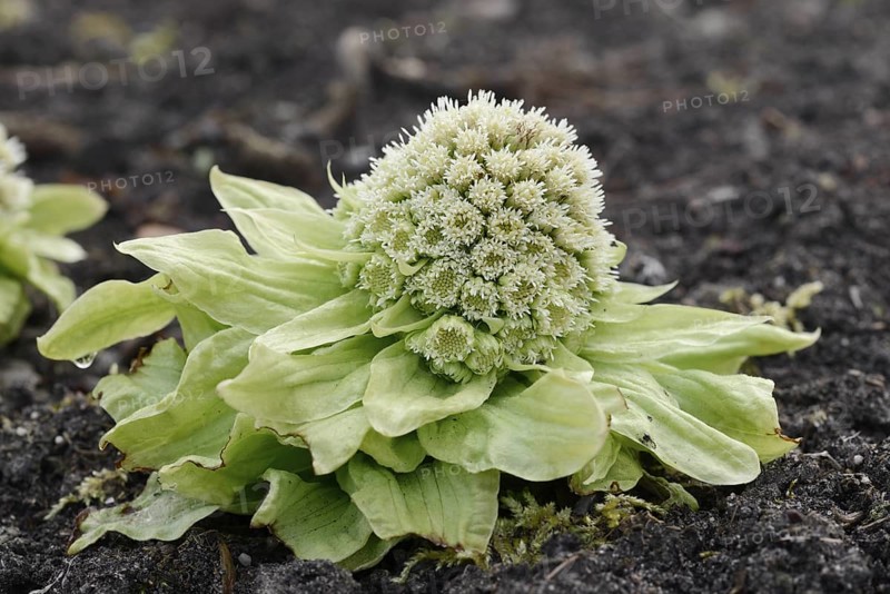 Japanese butterbur or Asian butterbur (Petasites japonicus), flowering