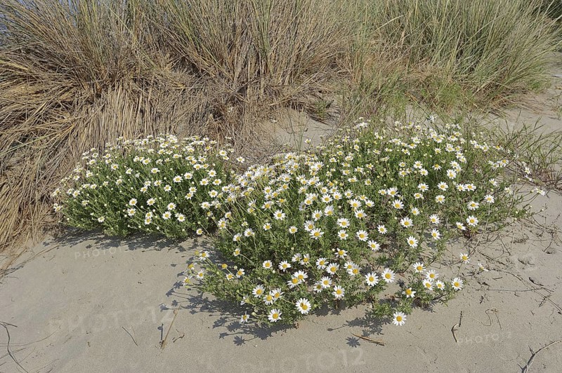 Beach dog chamomile (Anthemis maritima, Camomille maritime), flowering, Camargue, Provence, southern France