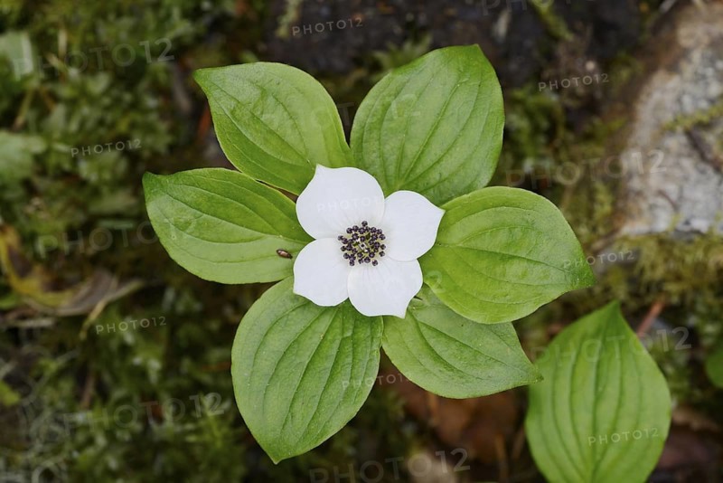 Canadian dogwood (Cornus canadensis), flower and leaves, Wells Gray Provincial Park, British Columbia, Canada