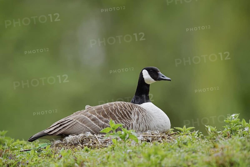 Canada goose (Branta canadensis) sitting brooding on the nest, North Rhine-Westphalia, Germany