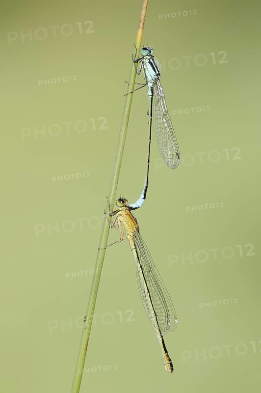Blue-tailed damselfly (Ischnura elegans), male and female, North Rhine-Westphalia, Germany
