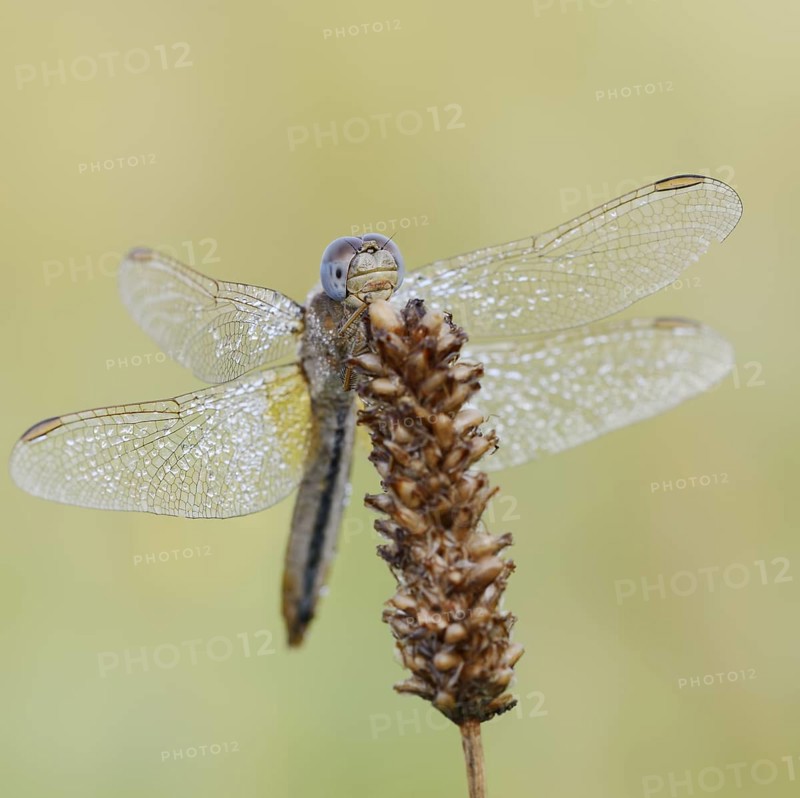 Scarlet Dragonfly (Crocothemis erythraea), female with dewdrops, North Rhine-Westphalia, Germany