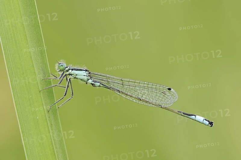 Blue-tailed damselfly (Ischnura elegans), male, North Rhine-Westphalia, Germany