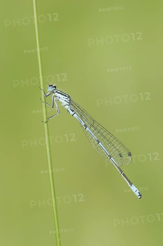 Horseshoe Damselfly (Coenagrion puella), male, North Rhine-Westphalia, Germany