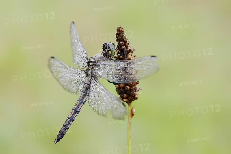 Black-tailed Skimmer (Orthetrum cancellatum), female with dewdrops, North Rhine-Westphalia, Germany