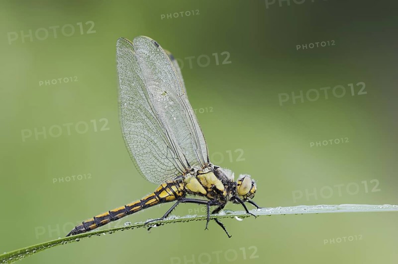Black-tailed Skimmer (Orthetrum cancellatum), female, North Rhine-Westphalia, Germany