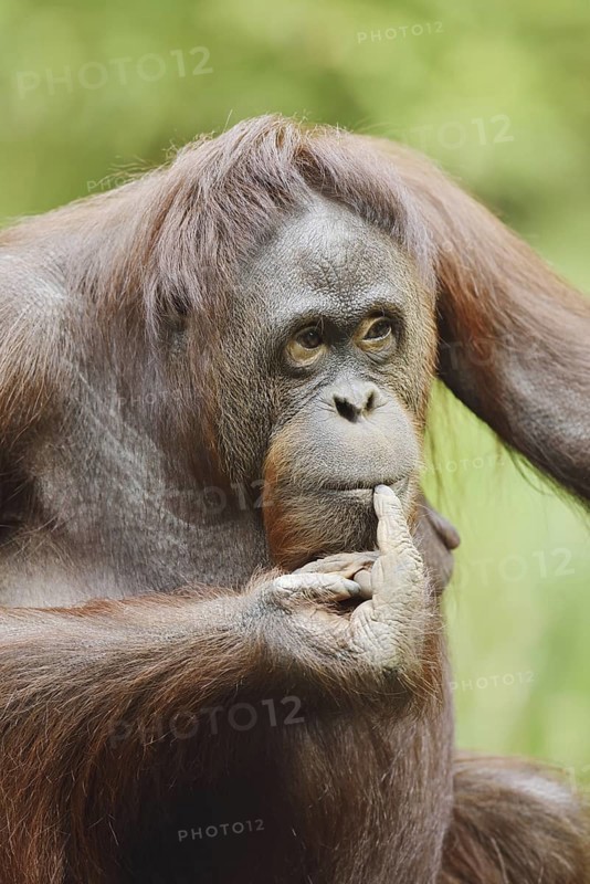 Bornean orangutan (Pongo pygmaeus), female, captive, occurring on Borneo