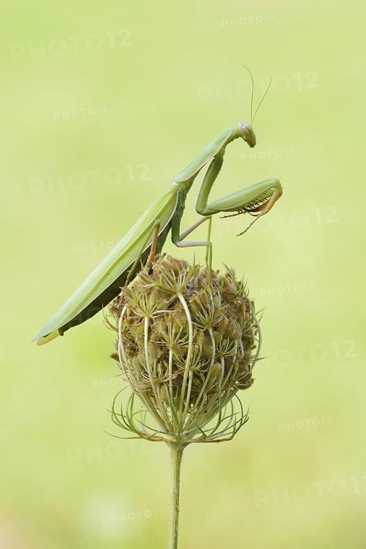 European mantis (Mantis religiosa), male, Haut-Rhin, Alsace, France
