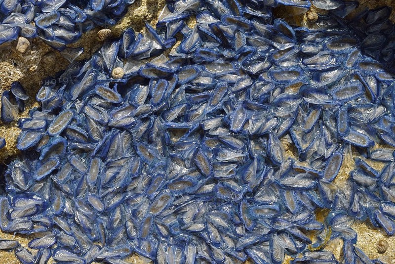 Sail jellyfish (Velella velella, Velella lata) on a stone in a tidal pool, Majorca, Balearic Islands, Spain