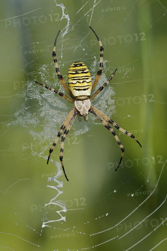 Wasp spider (Argiope bruennichi), female in web, North Rhine-Westphalia, Germany
