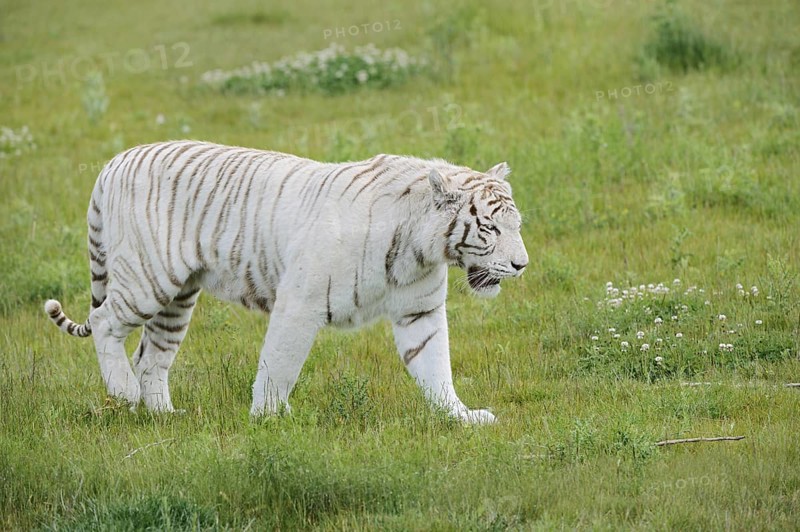 White Bengal tiger (Panthera tigris tigris) walking in a meadow, captive