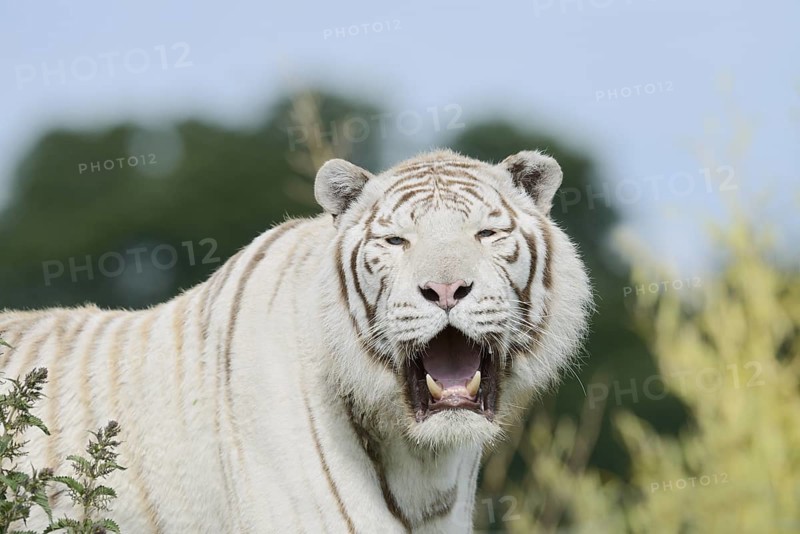 White Bengal Tiger (Panthera tigris tigris), portrait, captive