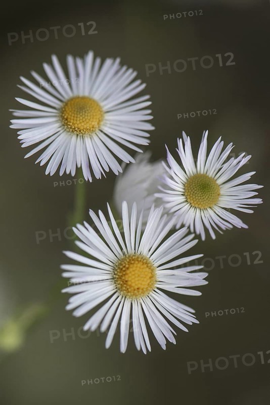 Annual fireweed (Erigeron annuus), Emsland, Lower Saxony, Germany