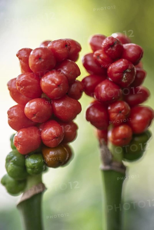 Arum maculatum, fruit stand, Emsland, Lower Saxony, Germany