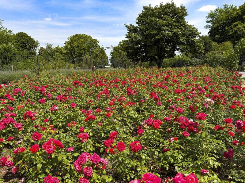 Flower bed with red bed rose (Rosaceae) red roses in rose garden of Grugapark, Essen, North Rhine-Westphalia, Germany
