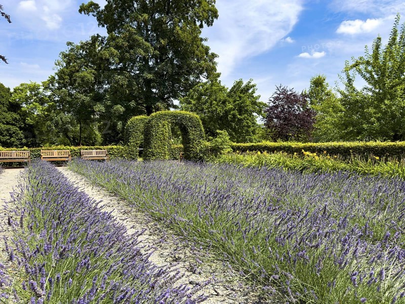 Lavender in bloom in Grugapark, Essen, North Rhine-Westphalia, Germany