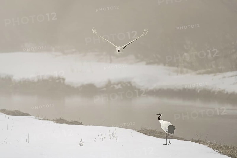 Manchurian crane (Grus japonensis), in flight, winter, snow, river, Tsurui, Akan district, Hokkaido, Japan