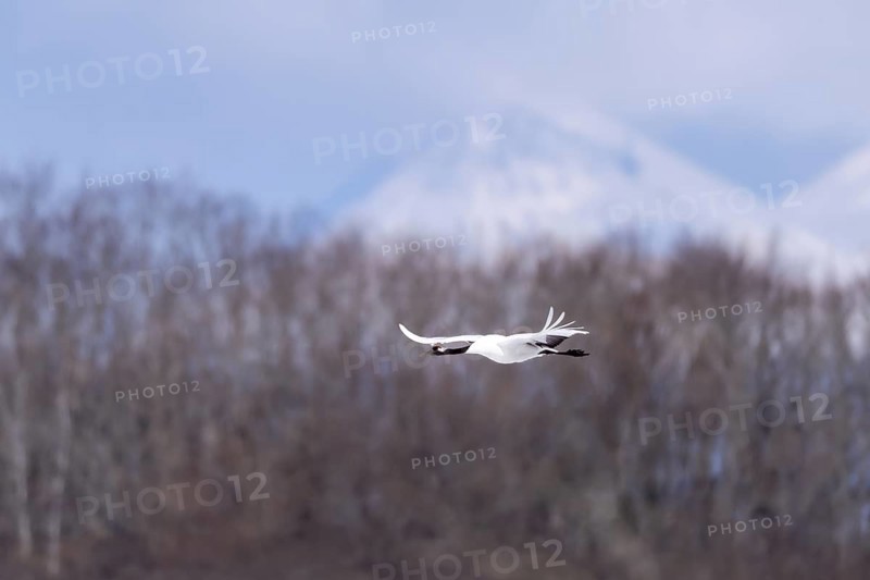Manchurian crane (Grus japonensis), in flight, Tsurui, Akan district, Hokkaido, Japan