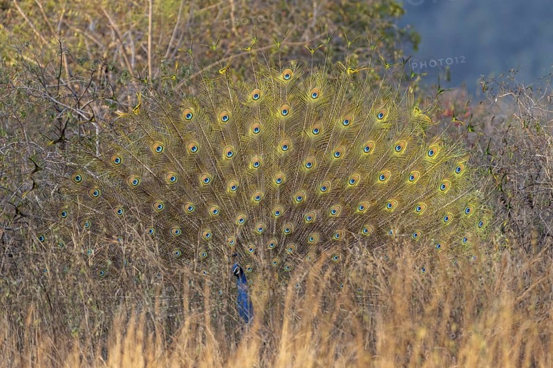 Indian peafowl (Pavo scalloped ribbonfish), male, in grassland, Bandhavgarh National Park, Bahannara, Manpur, Madhya Pradesh, India