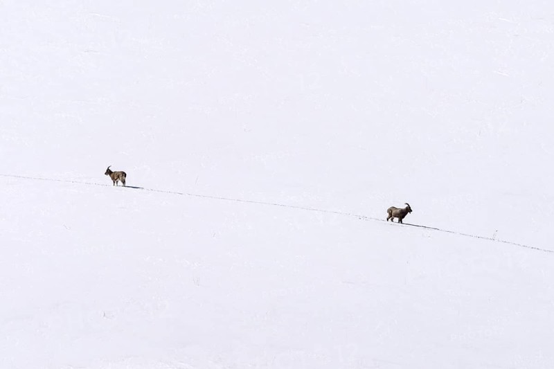 Siberian ibex (Capra sibirica), in the snow, running apart, Himalayas, Spitital, Kaza, Himachal Pradesh, India
