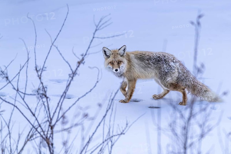 Tibetan red fox (Vulpes vulpes montana), in the snow, Himalayas, Spitital, Kaza, Himachal Pradesh, India