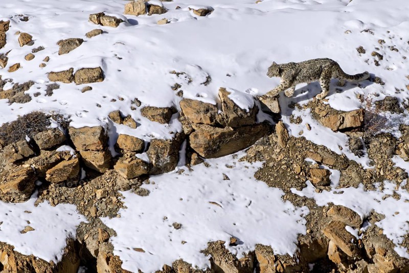 Snow leopard (Panthera uncia), in snow and scree, Himalayas, Spitital, Kaza, Himachal Pradesh, India