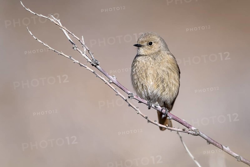Giant Redstart (Phoenicurus erythrogastrus), female, Himalayas, Spitital, Kaza, Himachal Pradesh, India