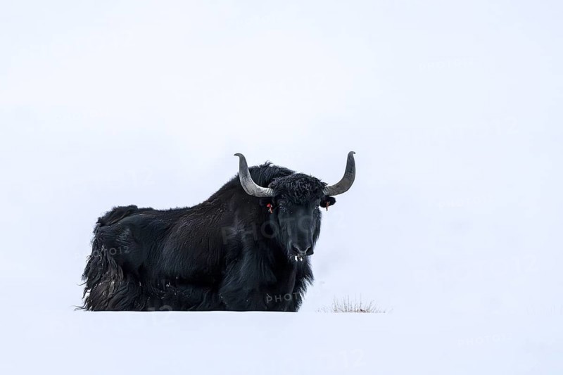 Yak (Bos mutus), in the snow, Himalayas, Spitital, Kaza, Himachal Pradesh, India