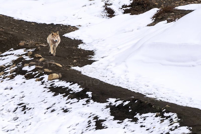 Tibetan wolf (Canis lupus chanco), snow, Himalayas, Spitital, Kaza, Himachal Pradesh, India